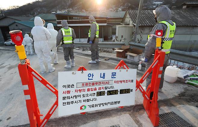 세종시 부강면에 있는 한 양계농장에서 조류인플루엔자(AI) 확진 판정이 내려지자 방역 관계자들이 시설물로 이동하고 있다. (사진=연합뉴스)