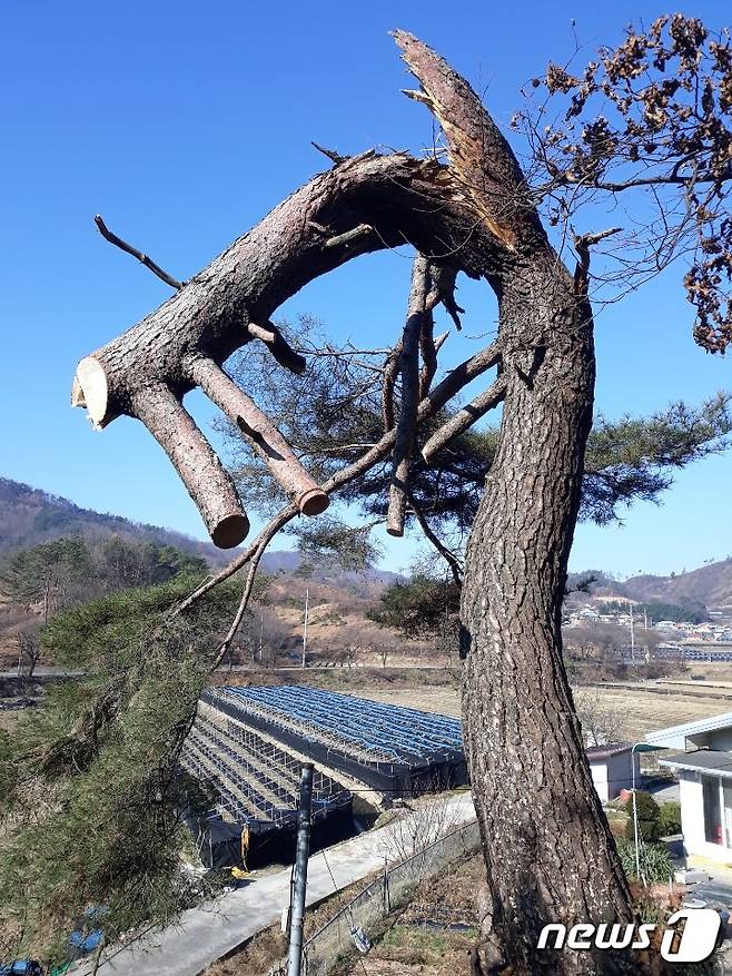 마을에 방치되고 있는 위험목.(금산군 제공)© 뉴스1