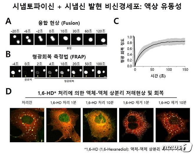 세포내 액체-액체 상분리현상 증명 실험 (미국 예일대 박대훈 박사후연구원 제공)© 뉴스1