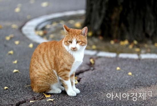 쾌청한 가을 날씨가 이어진 30일 서울 광진구 건국대학교에서 고양이 한 마리가 낙엽 옆에 앉아 생각에 잠겨 있다. /문호남 기자 munonam@