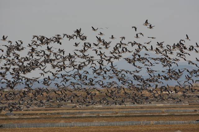 천수만에서 먹이활동 중인 철새들이 군무를 펼치고 있다. 서산시 제공