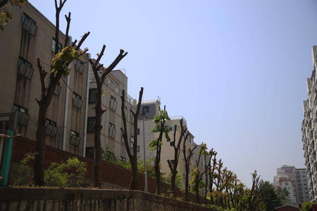 강전정 된 아파트 나무. 최성용 작가 제공