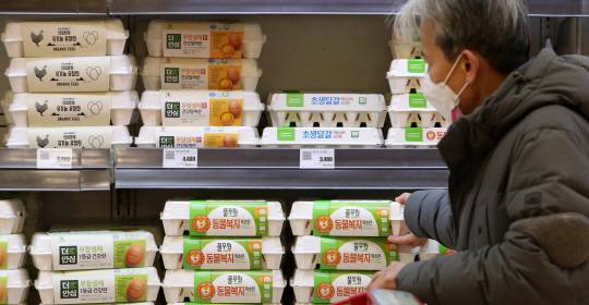 ‘살까 말까’ : 11일 고병원성 조류인플루엔자(AI) 확산으로 계란 한판의 소비자 가격이 6000원 대로 치솟은 가운데 서울 시내 한 대형 마트를 찾은 소비자가 계란을 고르고 있다. 뉴시스