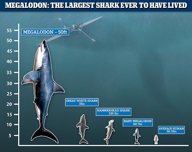 메갈로돈(15m)과 백상아리(4.5m), 귀상어(3.9m), 새끼 메갈로돈(2m) 그리고 성인 남성(1.7m)의 크기를 비교한 이미지.