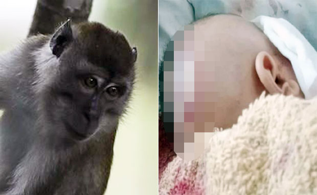 11일(현지시간) 말레이시아 매체 하리안 메트로는 페낭섬 풀라우피낭주의 한 가정집에 원숭이가 난입해 아기를 물고 달아났다고 전했다. 왼쪽은 말레이시아 야생 원숭이 자료사진./EPA 연합뉴스, 하리안 메트로