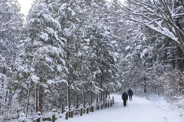 눈 덮인 축령산 편백 숲. 주 산책로는 추암마을에서 금고마을까지 이어지는 임도 5.8㎞다.