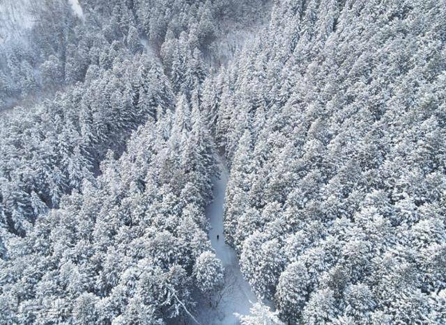 드론으로 본 축령산 편백숲 설경. 타이가 지역의 상록수림 못지 않은 풍광이다.