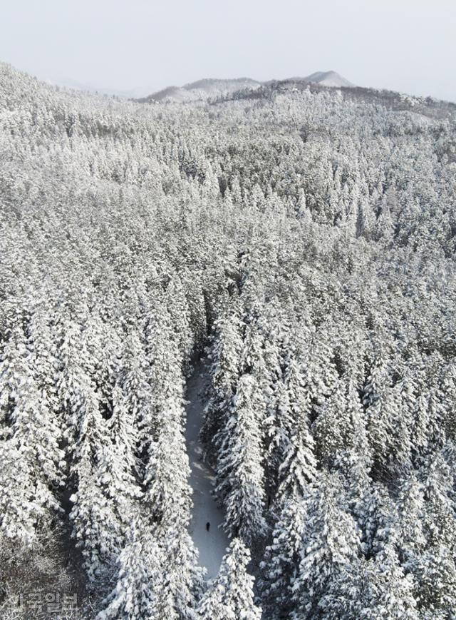 축령산 편백숲은 현재 산림청에서 '장성치유의숲'이라는 이름으로 관리하고 있다. 원뿔형 나무에 눈이 쌓이면 이국적인 설경을 즐길 수 있다.