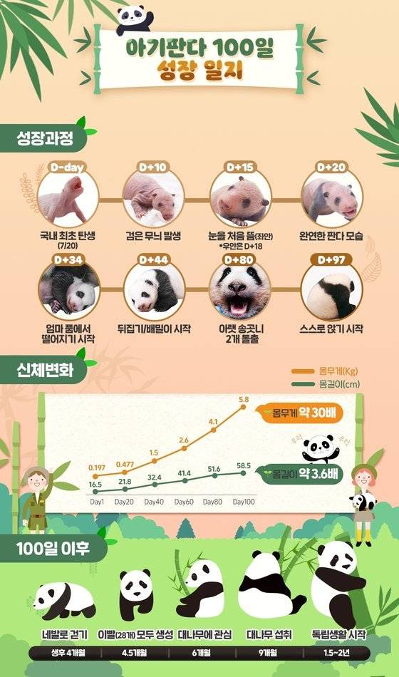 아기 판다의 성장 일지. [사진 에버랜드]