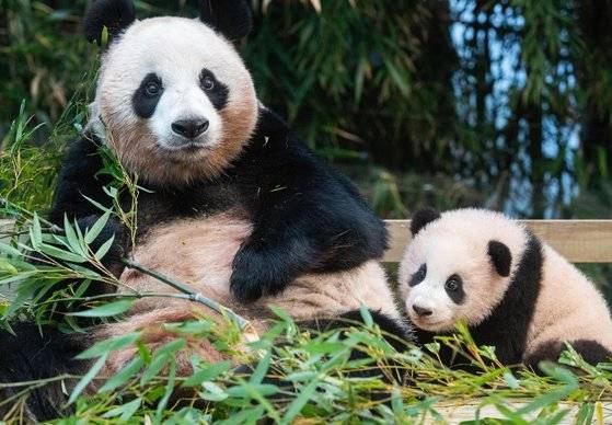 자이언트 판다의 주식은 대나무 잎이다. 생후 9개월부터 대나무 잎을 먹기 시작한다. [사진 에버랜드]