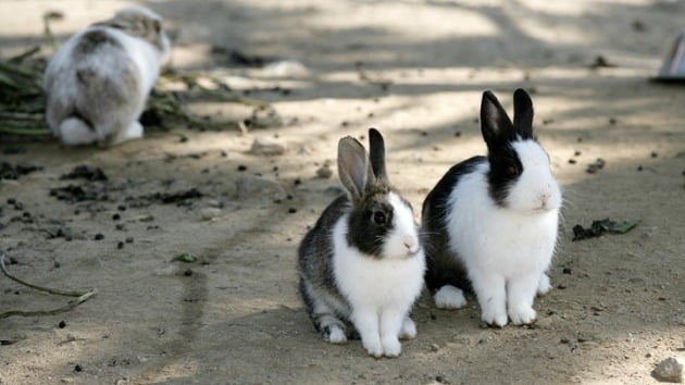 인천 송도국제도시의 센트럴파크에 있는 토끼섬에서 생활하는 토끼들. 인천경제청 제공