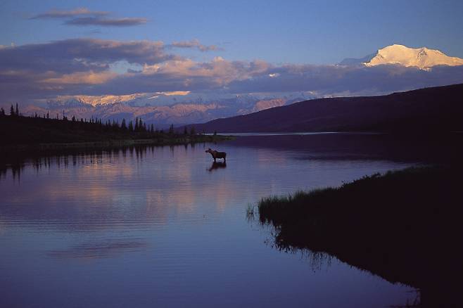 호시노 미치오가 촬영한 해질 무렵 호수에서 수초를 먹는 무스. 뒤쪽 석양에 물든 산이 맥킨리산이다. 청어람미디어 제공