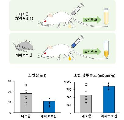 실험용 집쥐의 소변량 감소 효과 (서울=연합뉴스) 오예진 기자 = 해양수산부는 낙지의 유전체에서 소변량 감소 효과가 있는 신경 조절물질을 발견하고 배뇨 질환 치료제로 개발하기 특허 등록을 했다고 13일 밝혔다. 낙지의 몸속 신경조절물질인 '세파로토신'은 항이뇨 작용과 연관된 물질인 'V2 수용체'를 활성화하는데 이는 수분이 몸속으로 다시 흡수되는 것을 촉진함으로써 소변을 억제하는 효과를 낸다. 2021.1.13.[해양수산부 제공. 재판매 및 DB금지] photo@yna.co.kr