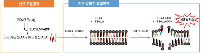 지질 과산화에 의한 페롭토시스 사멸 기전 [한국생명공학연구원 제공. 재판매 및 DB 금지]