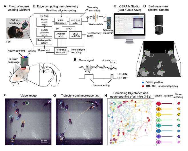 군집 생쥐들의 뇌 활동 모니터링 시스템 CBRAIN 개괄 [KIST 제공]