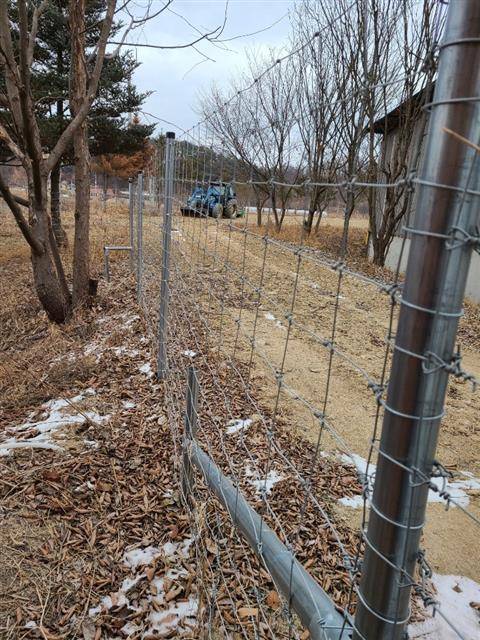 강원 영월에서 아프리카돼지열병(ASF)에 걸린 야생 멧돼지 폐사체가 잇따라 발견되면서 인접한 경북 지역에 비상이 걸렸다. 경북 봉화의 한 돼지농장 인근에 ASF 전파 방지를 위한 울타리가 설치돼 있다.경북도 제공