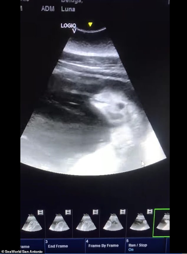 아기 벨루가가 어미 배 속에서 움직이는 모습을 보여주는 초음파 영상(사진=시월드 샌안토니오)
