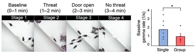 위협 인자에 대한 생쥐의 행동과 편도체에서 발생하는 감마파의 발생 여부를 동시에 관찰함. [한국과학기술연구원 제공. 재판매 및 DB 금지]