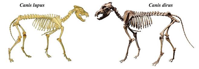 회색늑대(왼쪽)와 다이어 울프 골격 비교 [Mariomassone(https://en.wikipedia.org/wiki/User:Mariomassone) & Momotarou2012 - File:Lupusskeleton 2.JPG and File:Perot Museum dire wolf 2.jpg]