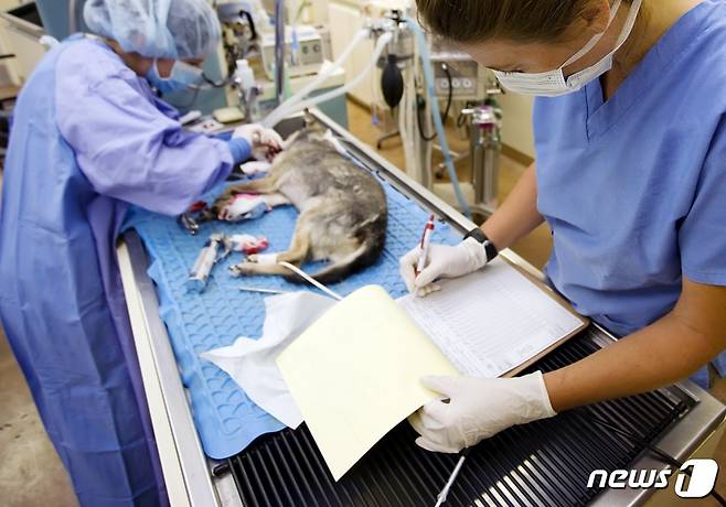 동물병원. 사진 이미지투데이 © 뉴스1