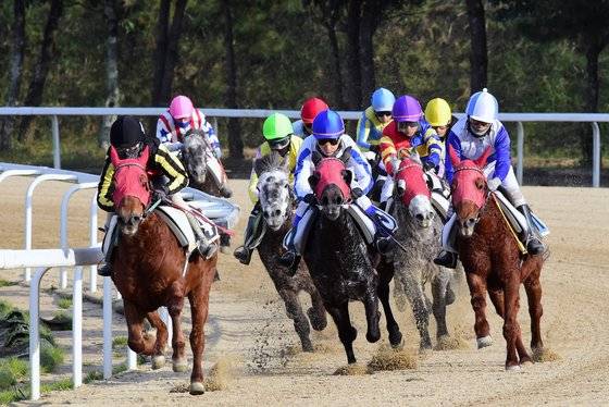 제주경마장 경주장면.