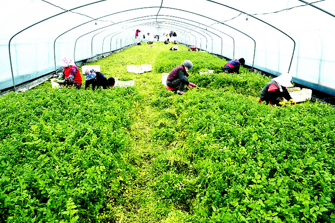 의령군 가례면 김수용씨 밭미나리 하우스에서 수확하는 모습. 의령군청 제공