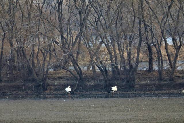 ▲ 천연기념물 제199호 황새 . ⓒ창원시