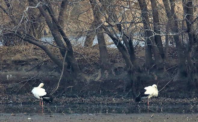 주남저수지 찾은 황새 한 쌍 (창원=연합뉴스) 경남 창원시는 최근 주남저수지에서 국제 보호종이자 천연기념물 199호인 황새 2마리가 발견됐다고 15일 전했다. 사진은 황새 2마리. 2021.1.15 [경남 창원시 제공. 재판매 및 DB 금지]