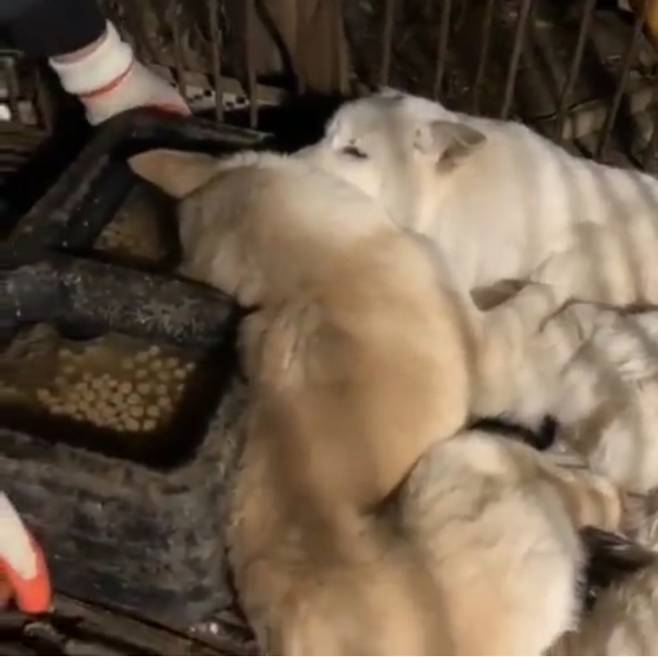 물그릇에 얼굴을 박고 얼어죽은 강아지들./사진=인스타그램(@kong****)