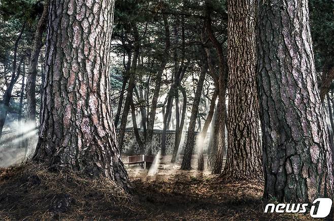 전남 목포시 고하도에 있는 이충무공 곰솔숲 모습.(전남도 제공) 2020.1.17 /뉴스1 © News1 전원 기자