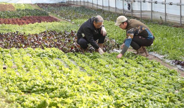 류근모 장안농장 회장(61)과 아들 류병찬 씨(31)가 비닐하우스에서 자라는 쌈 채소를 돌보고 있다. 류 회장은 그의 8대조 할아버지가 철종 때 집필한 과채재배법에 따라 생태순환농법으로 유기농을 하고 있다. [이승환 기자]