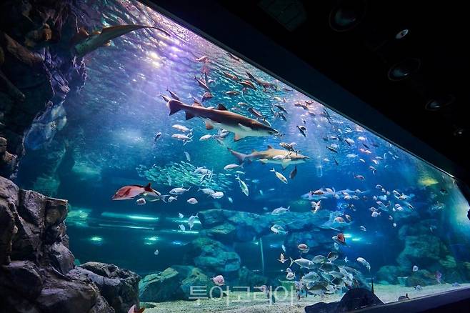 아쿠아플라넷 광교 메인수조 in to the ocean