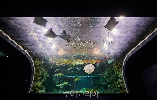 아쿠아플라넷 광교 play with rays