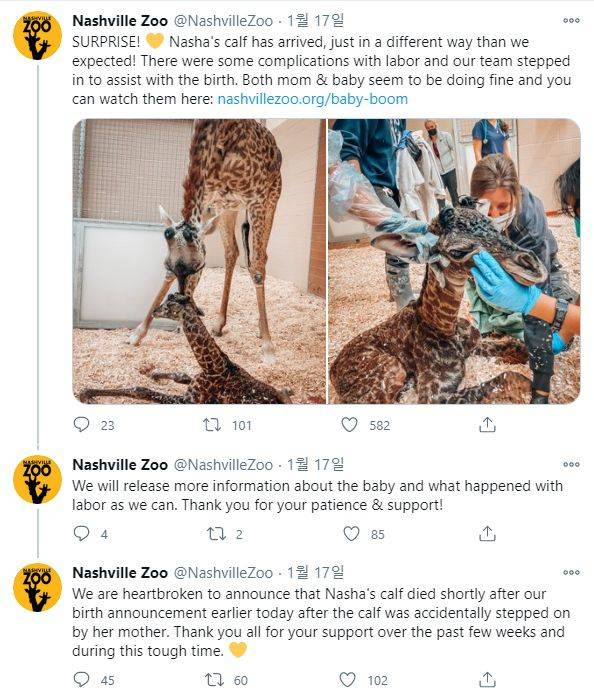 출산 당일 상황을 중계한 동물원 트위터. 출산 직후 환호했다가, 이후 문제가 있어 상황을 파악중이라고 했고, 결국 애도 성명을 냈다. /내슈빌 동물원