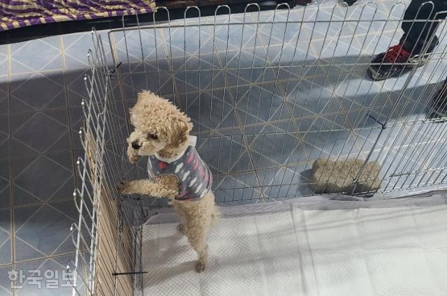 쥐불놀이하듯 학대 당한 강아지가 경북 포항시 동물보호소에서 격리 보호 조치됐을 때 모습. 포항시 제공
