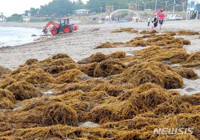 제주시 이호해수욕장으로 밀려 온 괭생이모자반, 2020년 5월