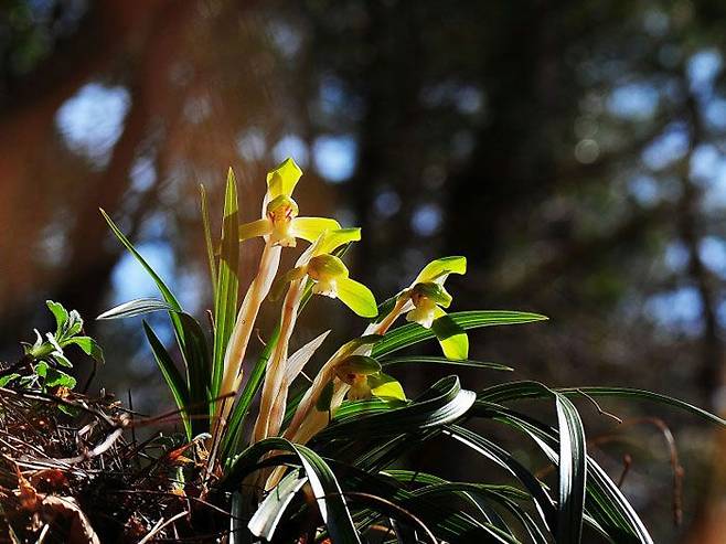 보춘화. 초봄에 피는 꽃이라 춘란이라고도 부른다.