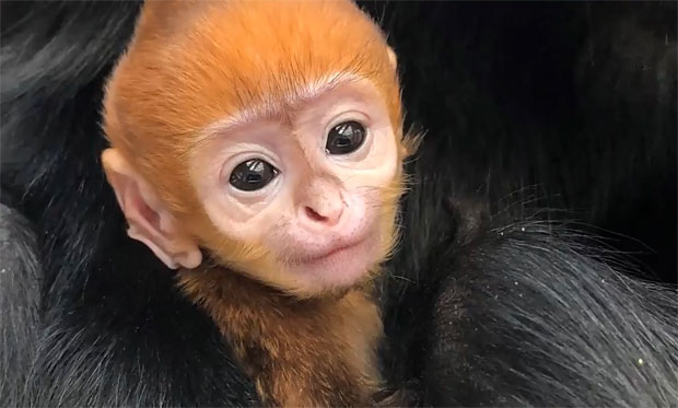 미국의 한 동물원이 멸종위기 원숭이 번식에 성공했다. 16일(현지시간) ABC6뉴스는 필라델피아동물원에서 프랑수아랑구르(Trachypithecus francoisi) 새끼가 태어났다고 보도했다./사진=필라델피아동물원