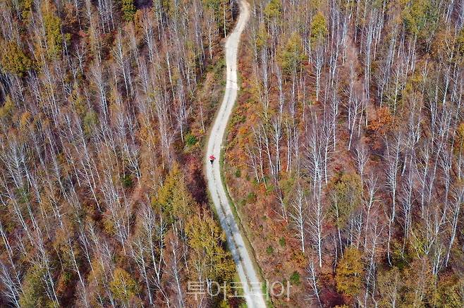 영양 죽파리 자작나무숲