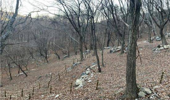 함양군 산양삼 시범농장 (사진=합양군)