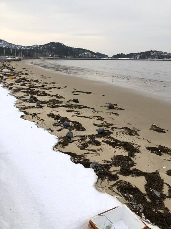 중국 남부 바다에서 전남 신안군 바닷가에 떠밀려 온 괭생이모자반. 신안군 제공.