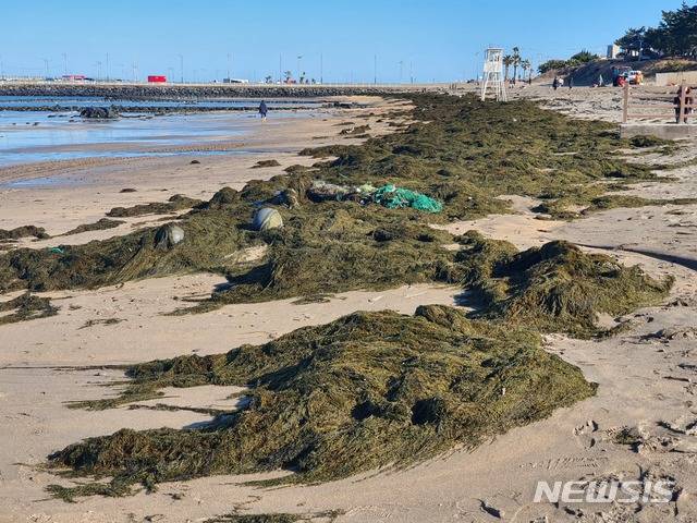 [제주=뉴시스] 제주해수욕장에 밀려온 괭생이모자반(제주도 제공).