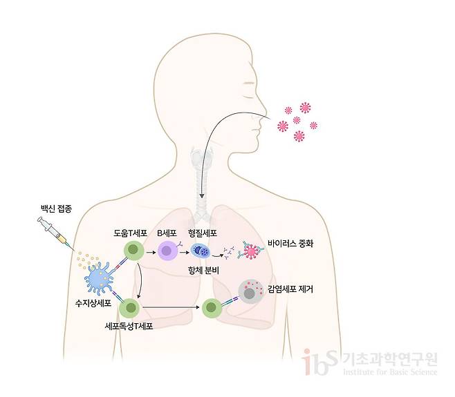 백신 투여 이후 면역작용에 의한 감염병 예방 메커니즘. 항원을 포함한 백신이 우리 몸에 투여되면, 수지상세포에 의해 분해된다. 감염된 세포는 세포독성T세포에 의해 제거되고, B세포에서 분화된 형질세포는 항원과 결합하는 항체를 생성해 병원체를 중화하거나 제거한다./IBS