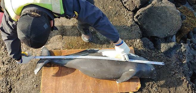 해양경찰이 죽은 채 발견된 상괭이를 검사하고 있다./제주해양경찰서 제공