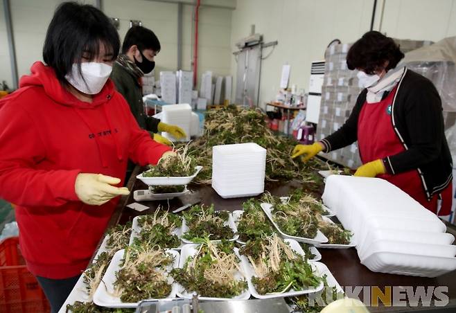냉이 선별작업 모습.