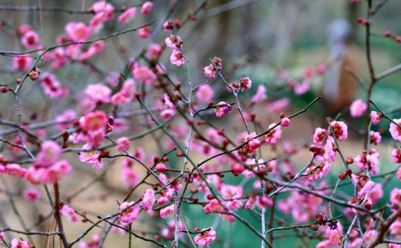 봄이 성큼… 한달 일찍 피어난 제주 매화 - 24절기 가운데 마지막 절기로 ‘큰 추위’라는 뜻의 대한인 20일 제주시 한림읍 한림공원에 봄을 알리는 매화가 평년보다 한 달 일찍 피어 탐방객의 눈길을 사로잡고 있다.제주 연합뉴스