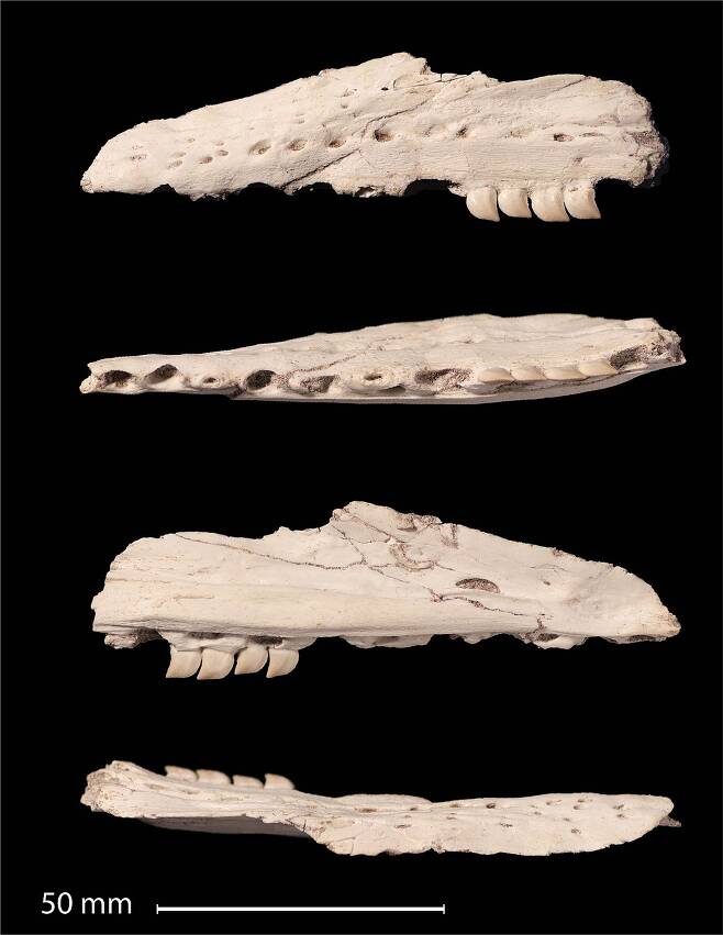 모로코 인산염 광산에서 발견된 신종 모사사우루스의 머리 화석.(사진=닉 롱리치 박사)