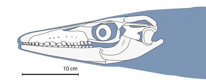연구진이 크세노덴스 칼미네카리의 머리 화석을 가지고 나머지 두개골을 재건한 이미지.(사진=닉 롱리치 박사)