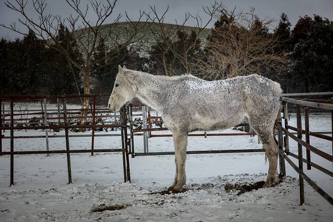사랑한다 루비아나 연작, 2017, 박찬원