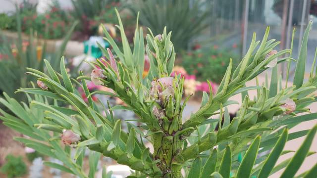 ▲국립세종수목원 사계절전시온실에서 자라고 있는 울레미소나무 암꽃이 자태를 봄내고 있다 ⓒ국립세종수목원